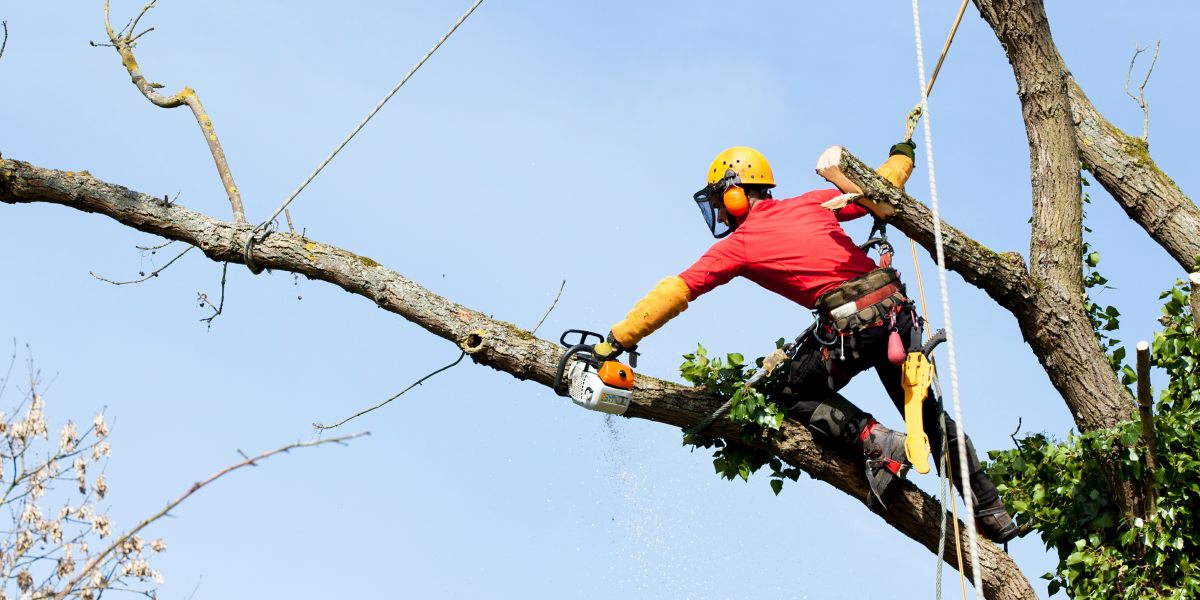 Our tree maintenance service is safe and convenient"